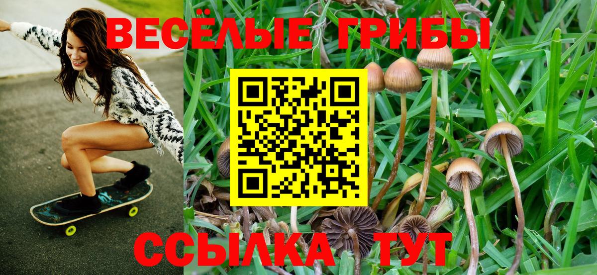 Псилоцибиновые грибы Psilocybine cubensis  где найти   Нижний Тагил  Вход с VPN 